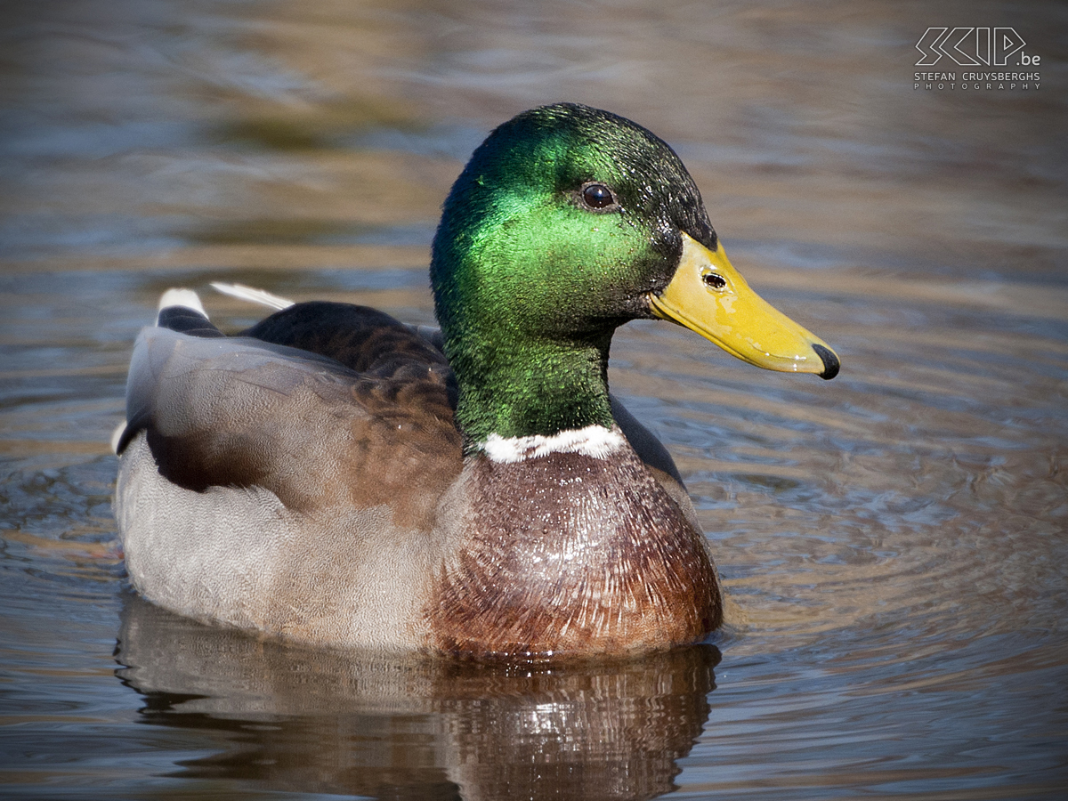 Zealand - Wild Duck Photos of a day bird watching in Zealand (The Netherlands) Stefan Cruysberghs